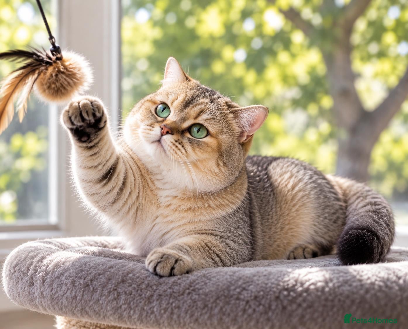 British Shorthair cats NY12⚜️GOLDEN BSH 🏆 TICA and GCCF reg 🩸 blood B - Advert 2