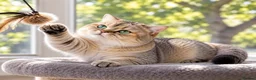 British Shorthair cats for stud: NY12⚜️GOLDEN BSH 🏆 TICA and GCCF reg 🩸 blood B - Advert 2