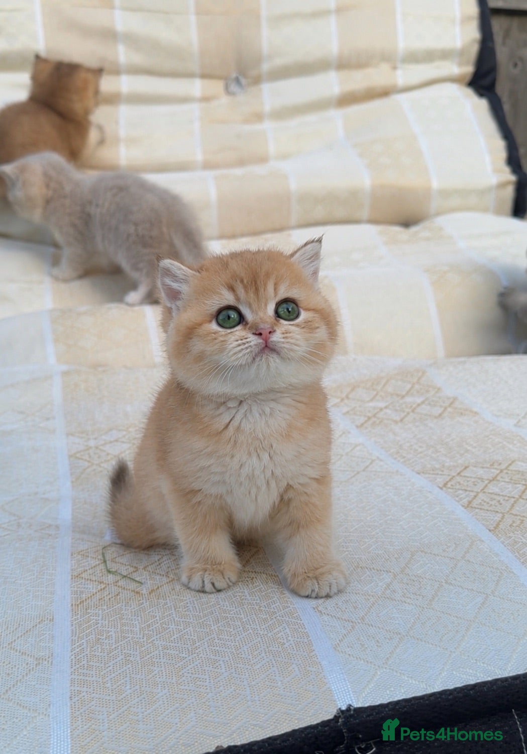 British Shorthair cats British Shorthair cats - Advert 2