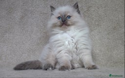 Ragdoll cats for sale: GCCF PET/ACTIVE KITTENS CHAMPION IMP BLOODLINES - Image 22