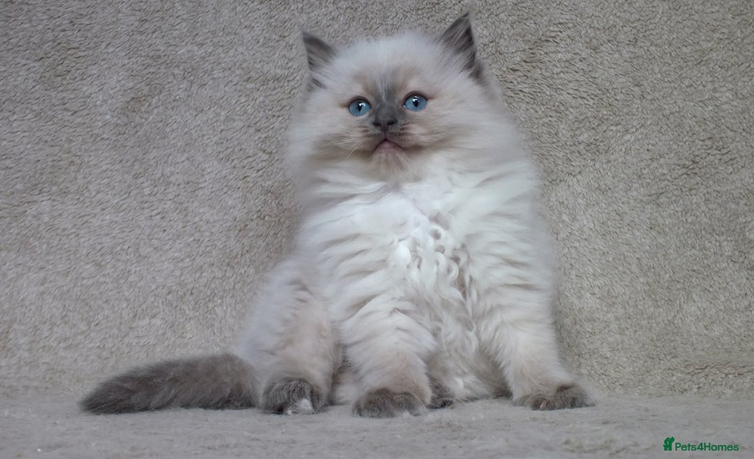 Ragdoll cats for sale: GCCF PET/ACTIVE KITTENS CHAMPION IMP BLOODLINES - Image 22