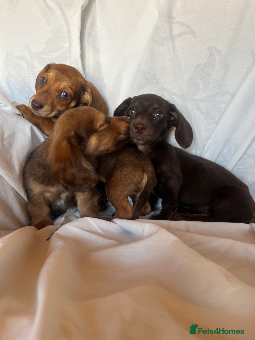 Miniature Dachshund dogs for sale: Miniature dachshund **updated  - Image 18