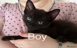 Mixed Breed cats for sale: British Bombay mixed  - Image 5