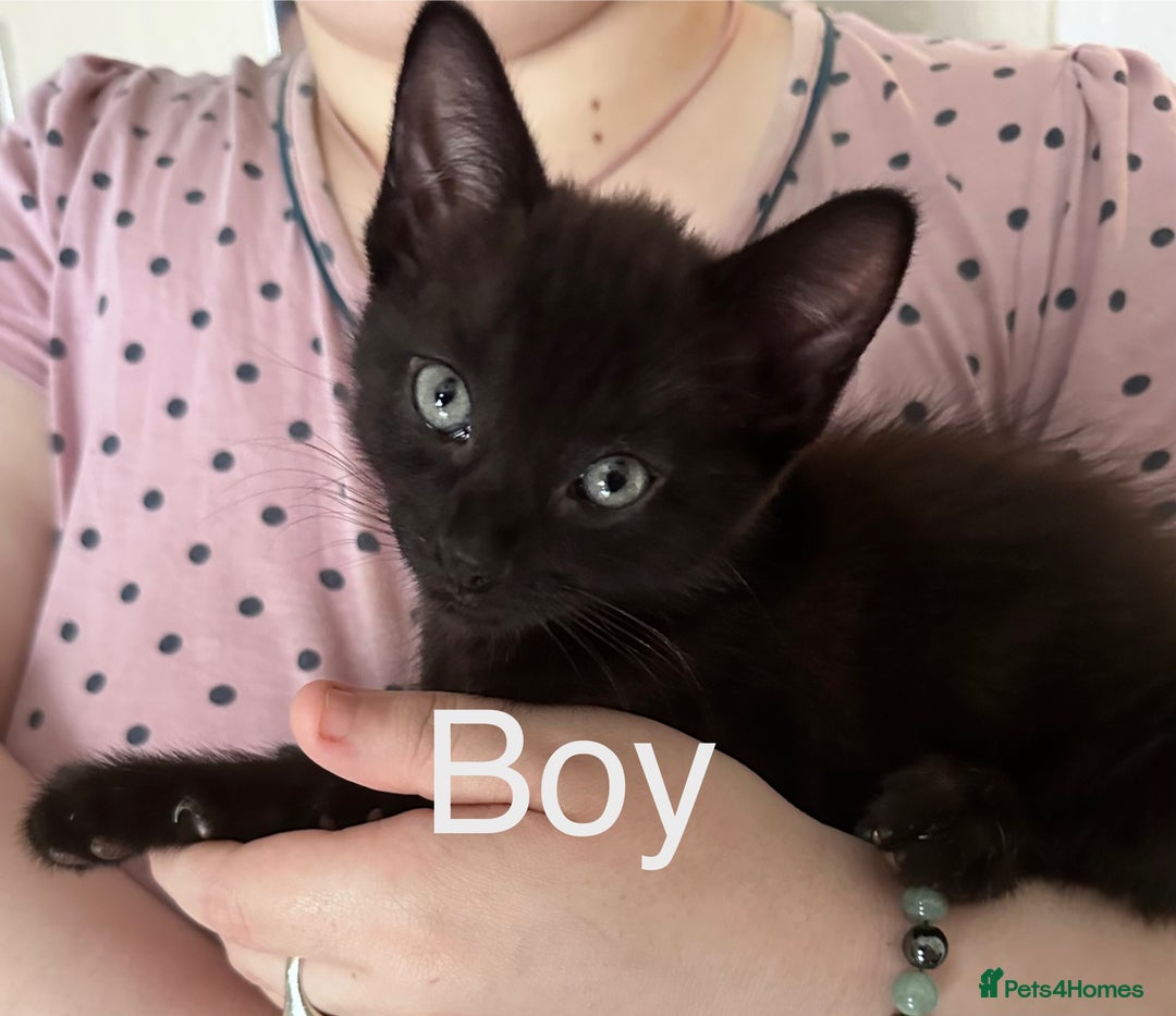 Mixed Breed cats for sale: British Bombay mixed  - Image 5