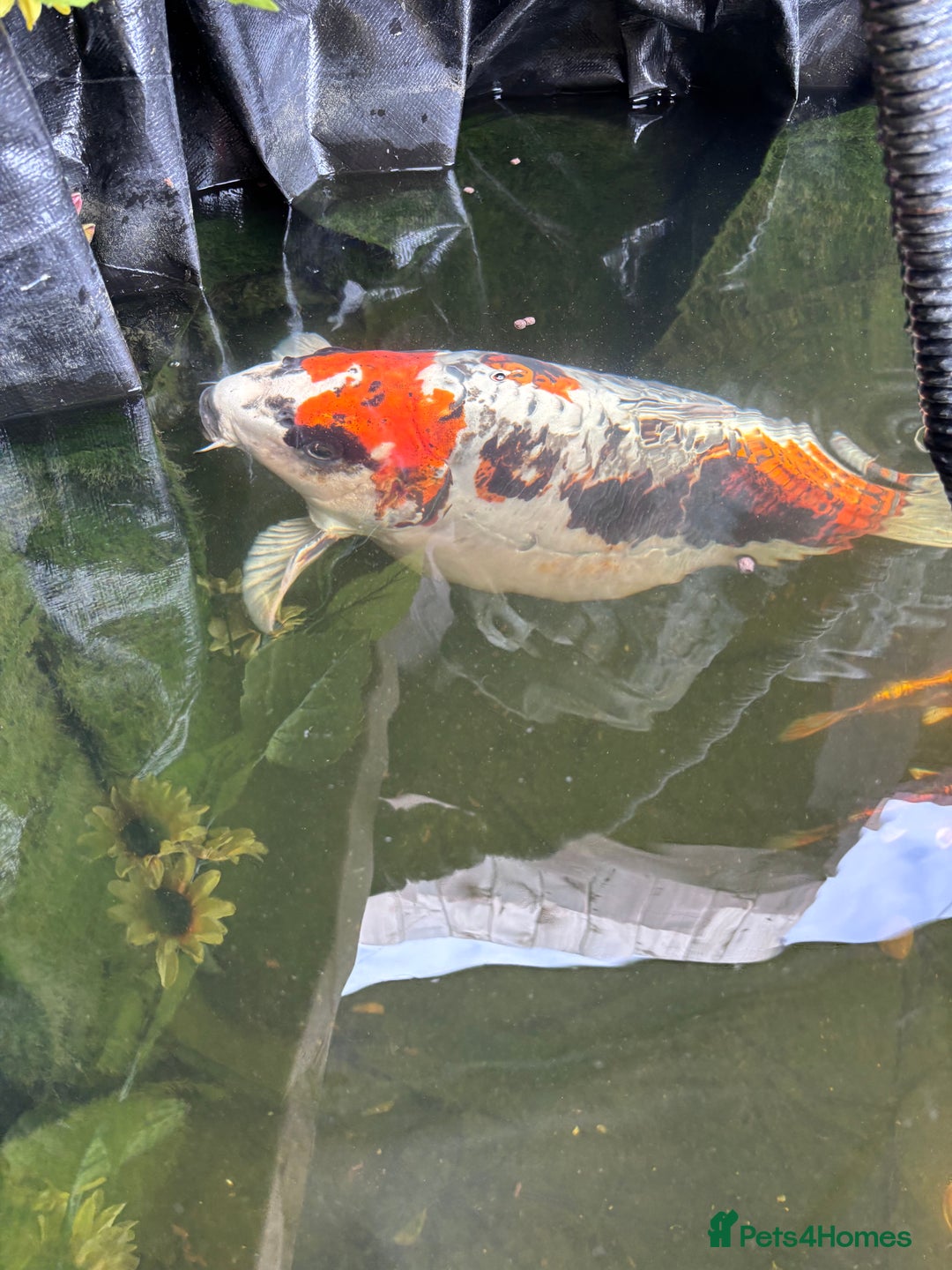 Koi Carp fish for sale: Doitsu Beni kikokuryu, 47cm - Image 4