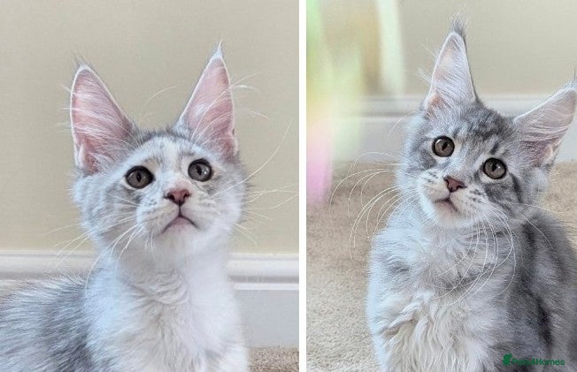 Maine Coon cats Champion Line Registered Female Kittens  - Advert 2