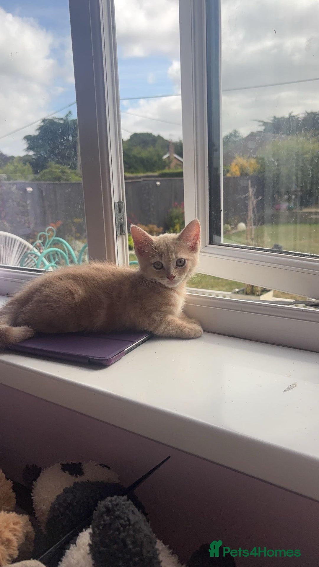 British Shorthair cats for sale: 2 kittens for sale  - Advert 8