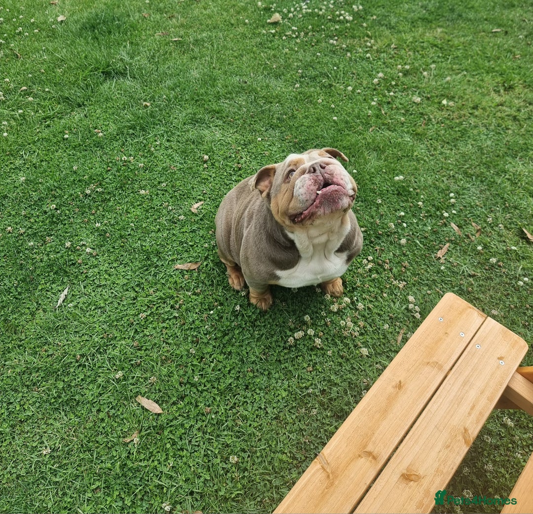 English Bulldog dogs for sale: Lilac and Tan English bulldog  - Image 7