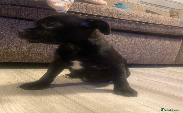 Staffordshire Bull Terrier dogs - Advert 1