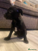 Staffordshire Bull Terrier dogs - Advert 1