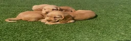 Cocker Spaniel dogs for sale: Show cocker puppies  - Advert 10