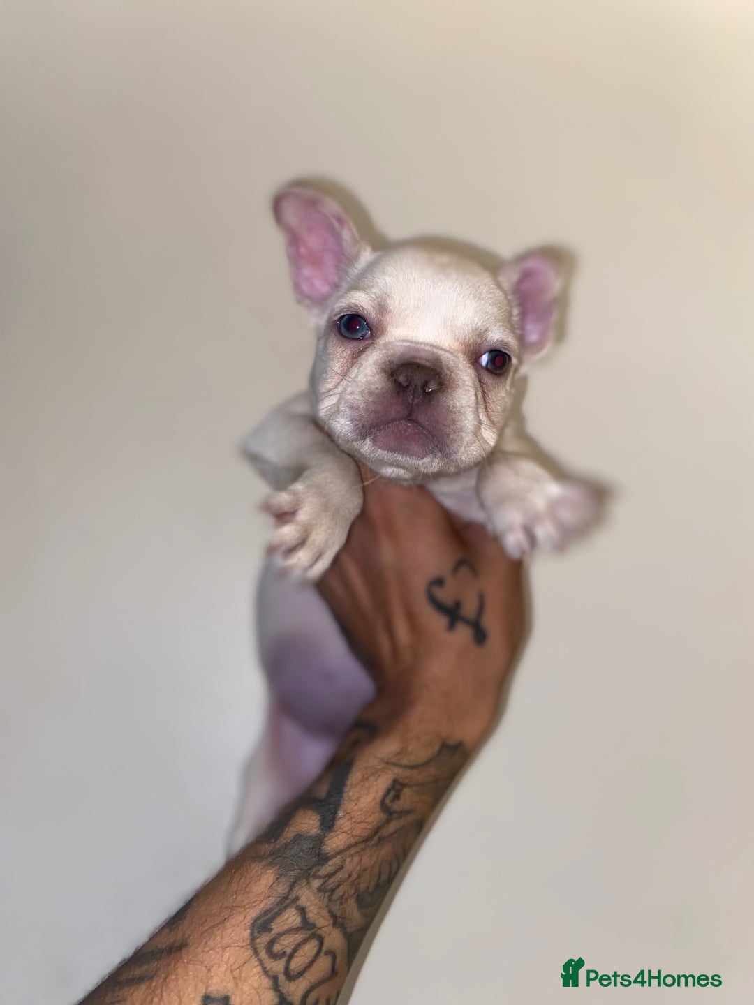 French Bulldog dogs for sale: Quality frenchies  - Advert 7