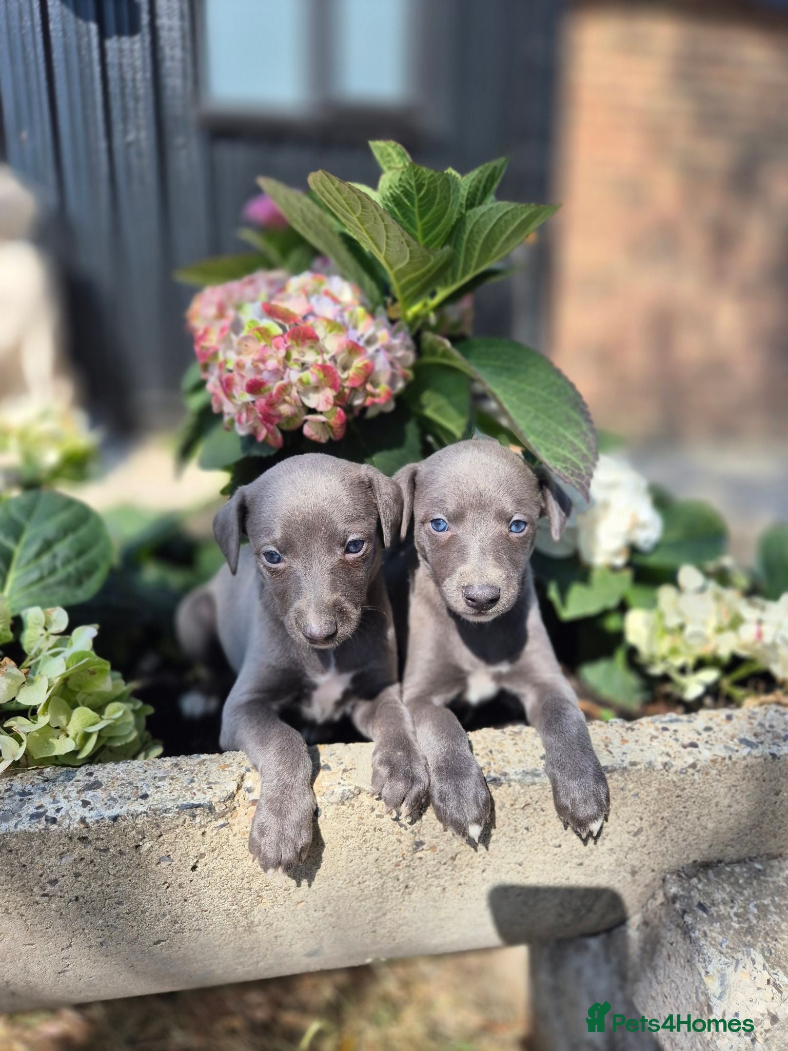 Whippet dogs Whippet Puppies - Advert 1