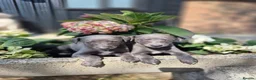 Whippet dogs for sale: Whippet Puppies - Advert 1