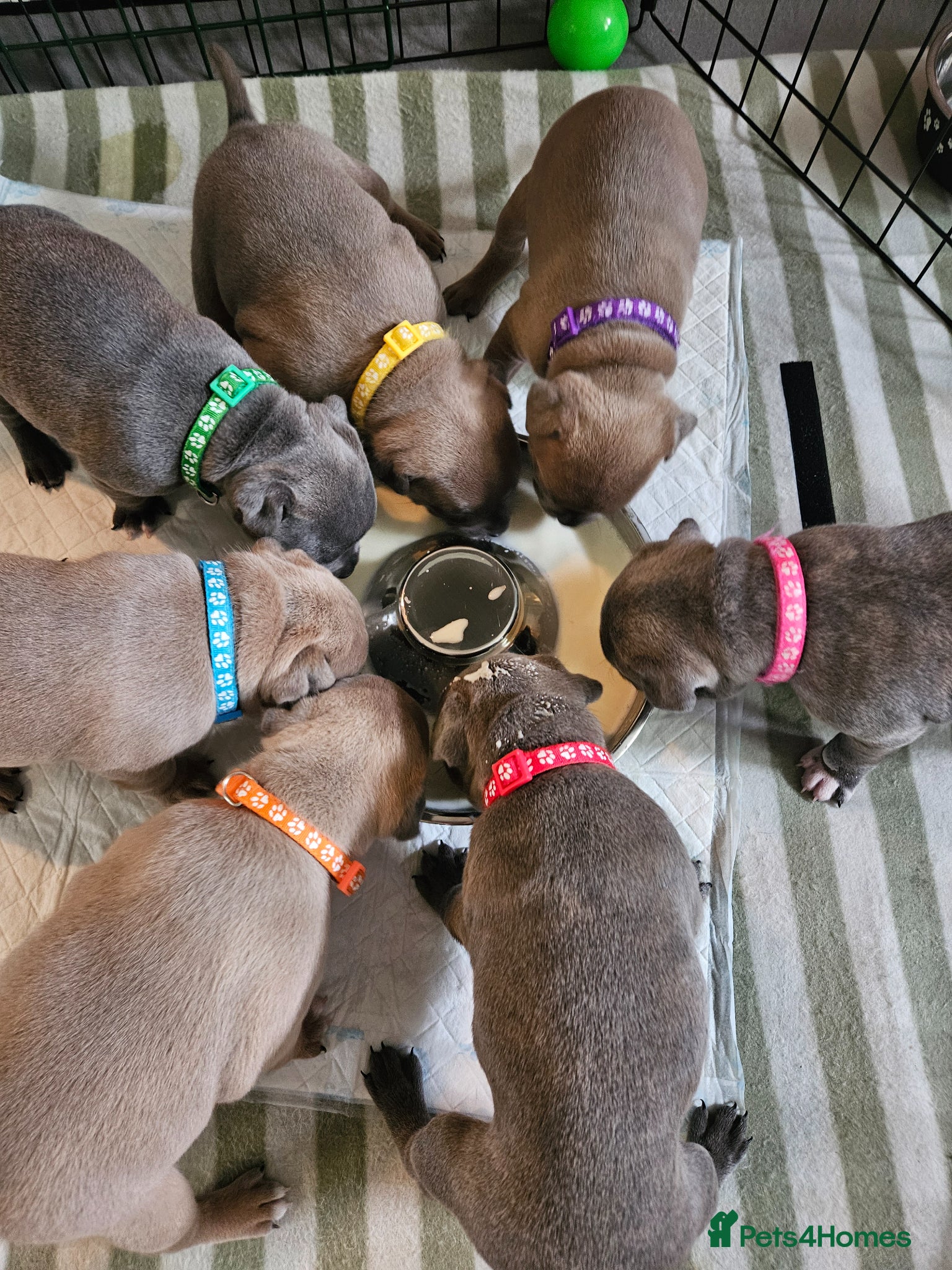Staffordshire Bull Terrier dogs Staffordshire bull terrier puppies for sale - Advert 17