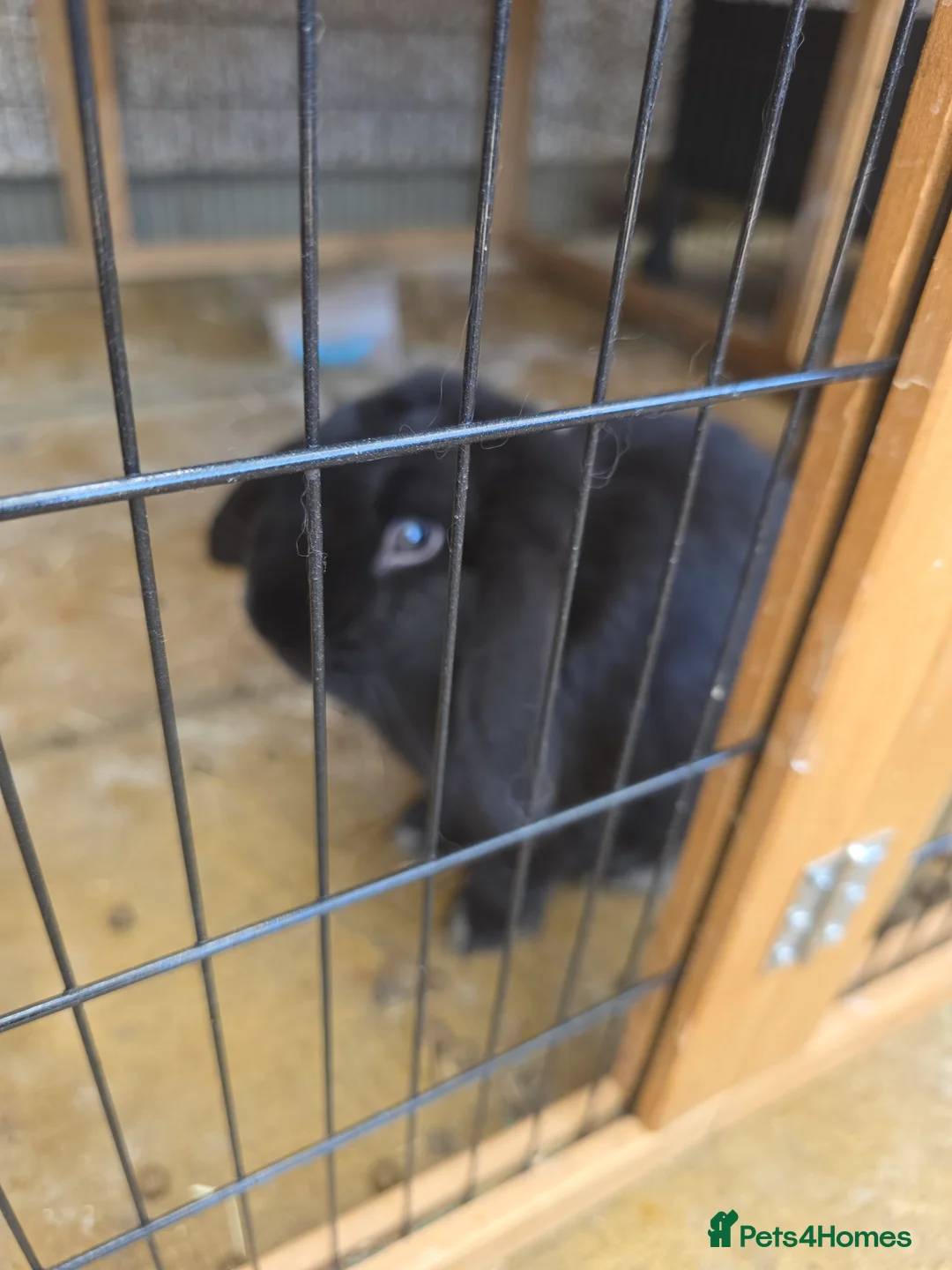 English Lop rabbits for sale: English lops rabbits 2 adults 2 babies - Advert 8