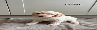 Cockapoo 3