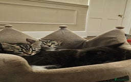 Maine Coon cats for sale: Tabby Maine coon x kittens. Ready to leave - Image 9