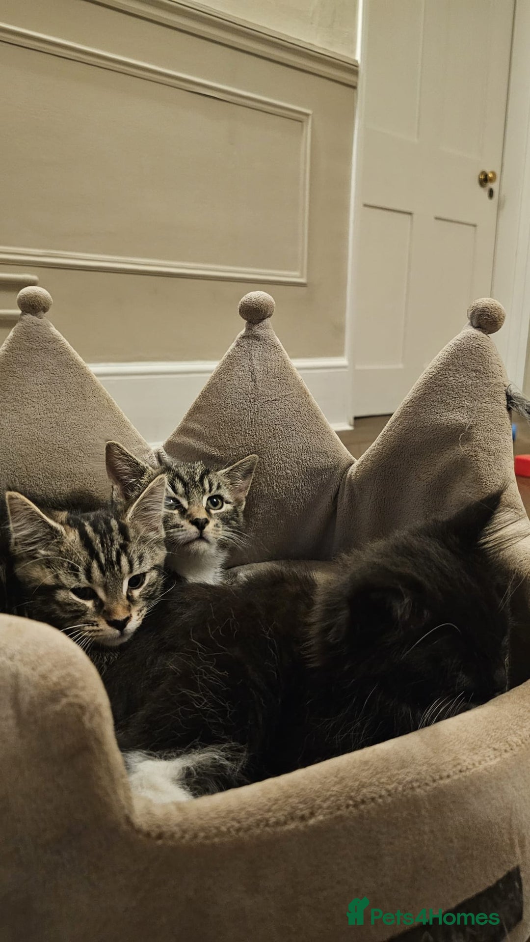Maine Coon cats for sale: Tabby Maine coon x kittens. Ready to leave - Image 9
