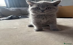 British Shorthair cats for sale: 🩵 1 blue/cream tortie BSH left to reserve 🩵 - Image 27