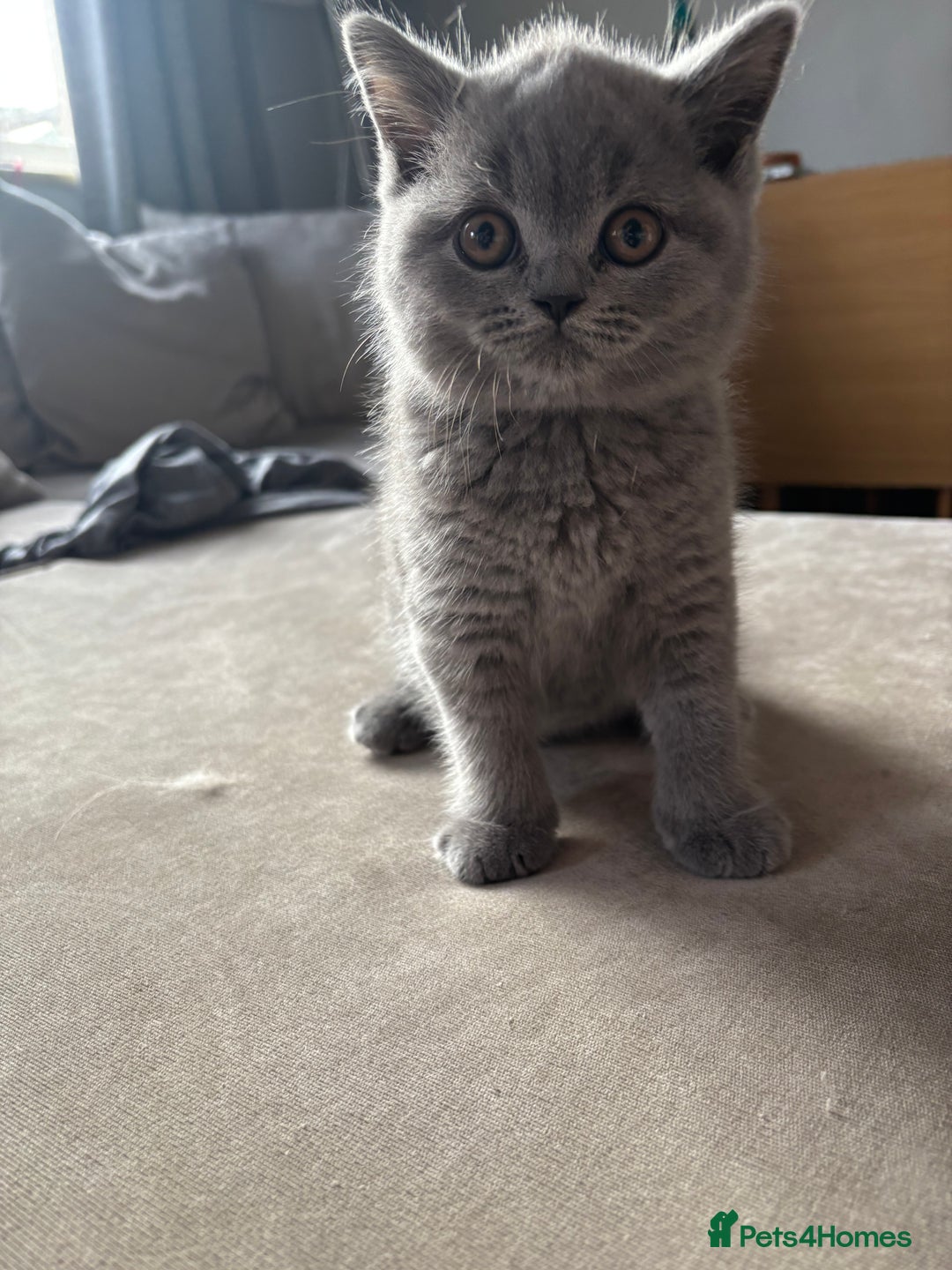 British Shorthair cats for sale: 🩵 1 blue/cream tortie BSH left to reserve 🩵 - Image 27