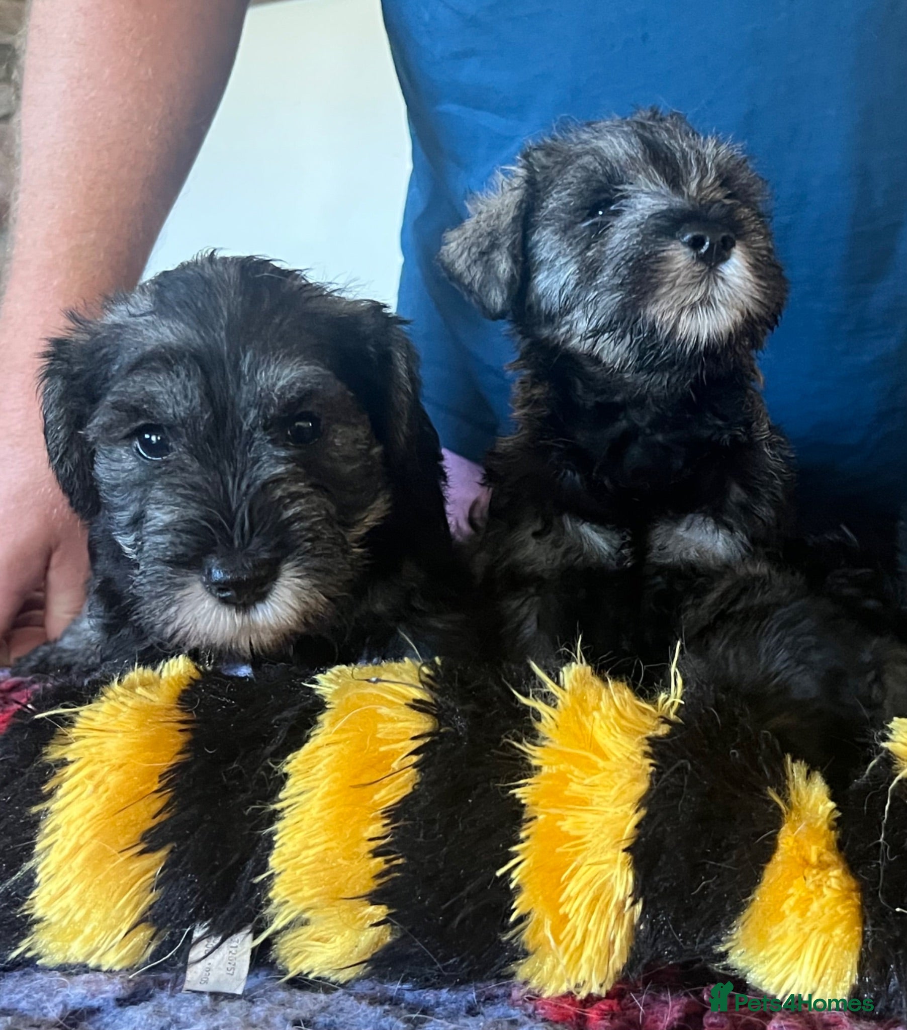 Miniature Schnauzer dogs Miniature schnauzer  - Advert 1