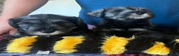Miniature Schnauzer dogs for sale: Miniature schnauzer  - Advert 9