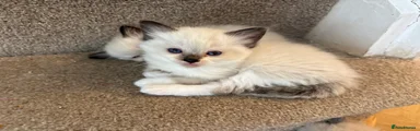 Ragdoll 5