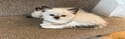 Ragdoll cats for sale: Beautiful Ragdoll kittens! in Fareham - Advert 32