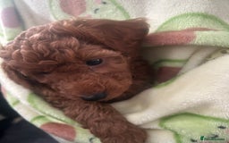 Cavapoo dogs for sale: Cavapoo puppies for sale - Image 14