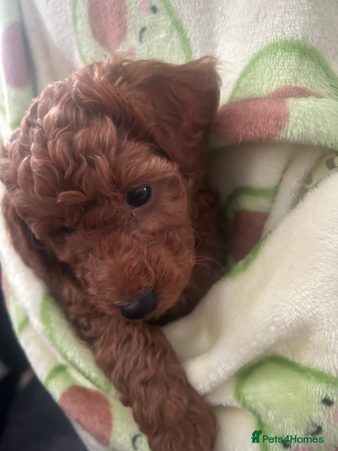 Cavapoo dogs for sale: Cavapoo puppies for sale - Image 14