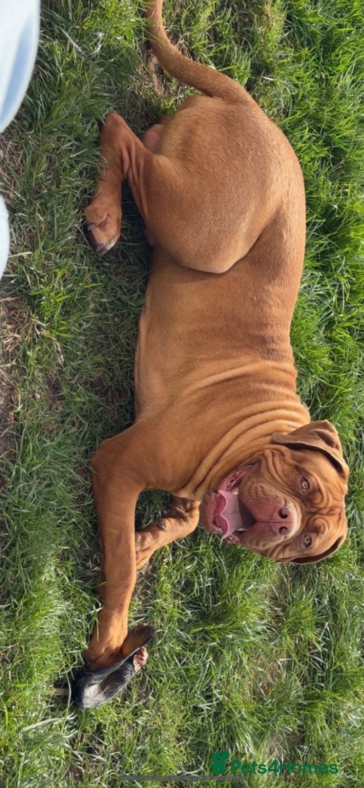 Dogue De Bordeaux dogs Hugo  - Advert 6