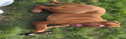 Dogue De Bordeaux dogs for stud: Hugo  - Advert 1