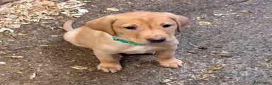 Labrador Retriever Puppy 1
