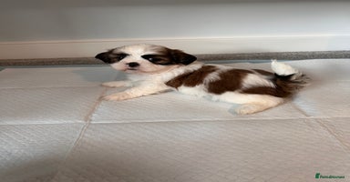 Shih Tzu dogs 2 Shih Tzu puppies ready for their forever home - Advert 1