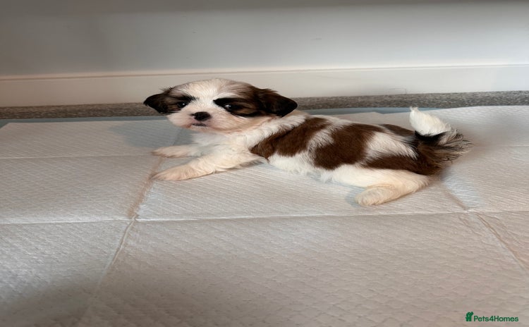 Shih Tzu dogs 2 Shih Tzu puppies ready for their forever home - Advert 10