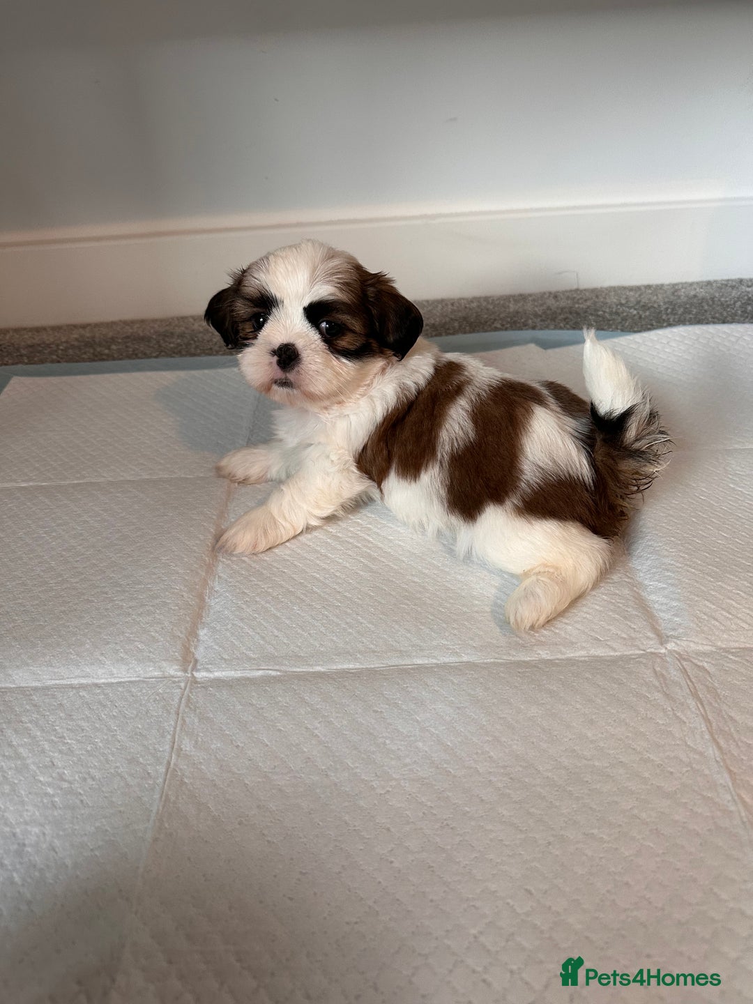 Shih Tzu dogs for sale: 5 gorgeous Shih Tzu puppies - Image 15