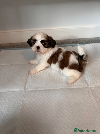 Shih Tzu dogs 2 Shih Tzu puppies ready for their forever home - Advert 4