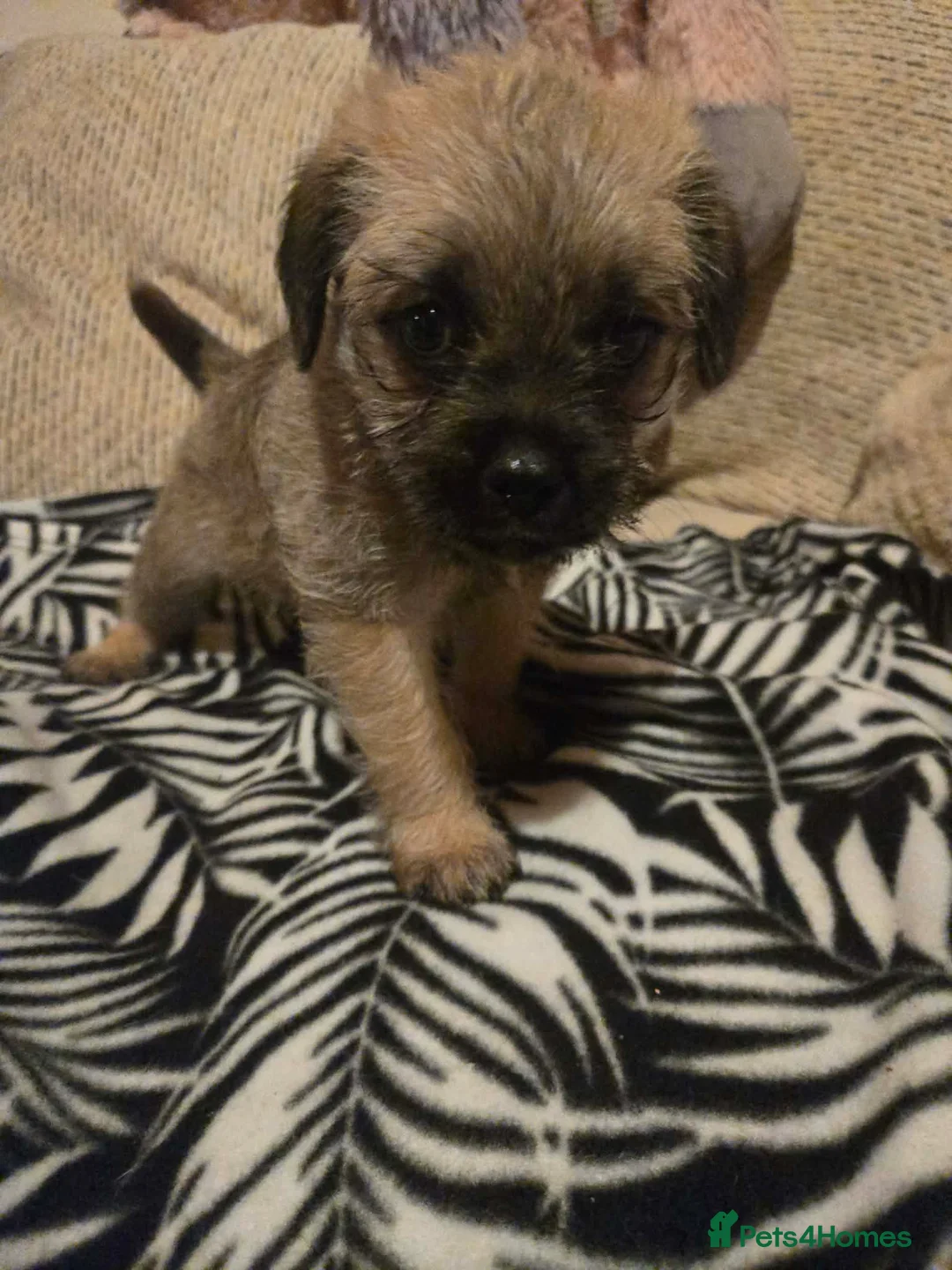 Mixed Breed dogs for sale: Cavachon x jug pups for sale ready now  - Advert 14