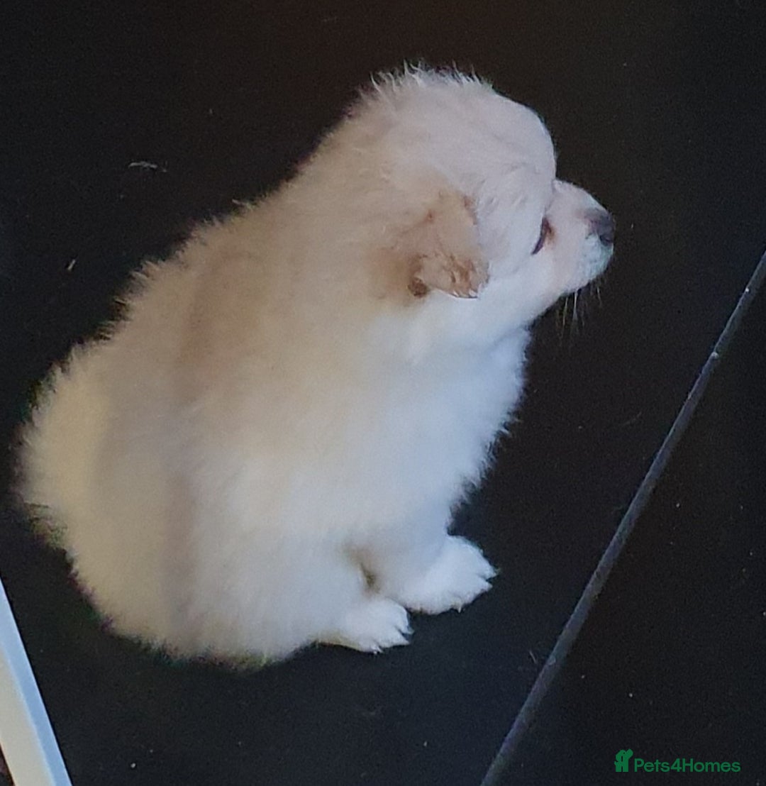 Pomeranian dogs for sale: Pomeranian pups  - Image 12