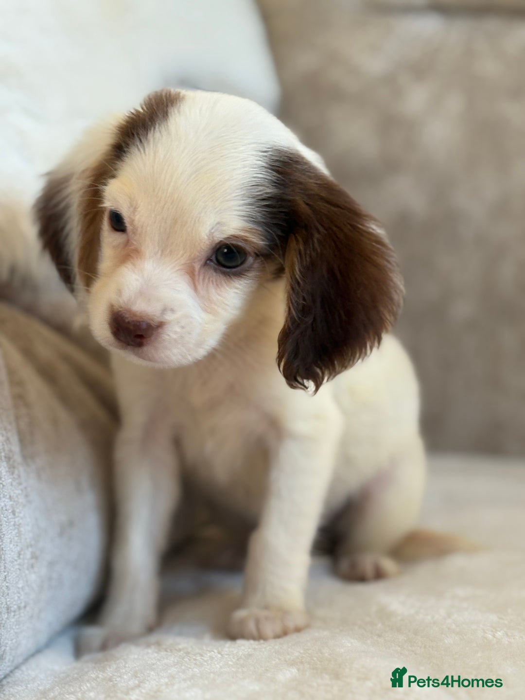 Cocker Spaniel dogs for sale: Stunning cocker spaniel puppies  - Advert 4