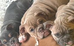 Mixed Breed dogs for sale:  / British bulldogs puppy’s 1 GIRL LEFT 💖  - Image 1