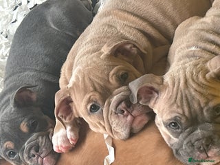 Mixed Breed dogs - Advert 7