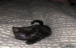 Bombay cats for sale: 4 kittens for sale  - Image 2