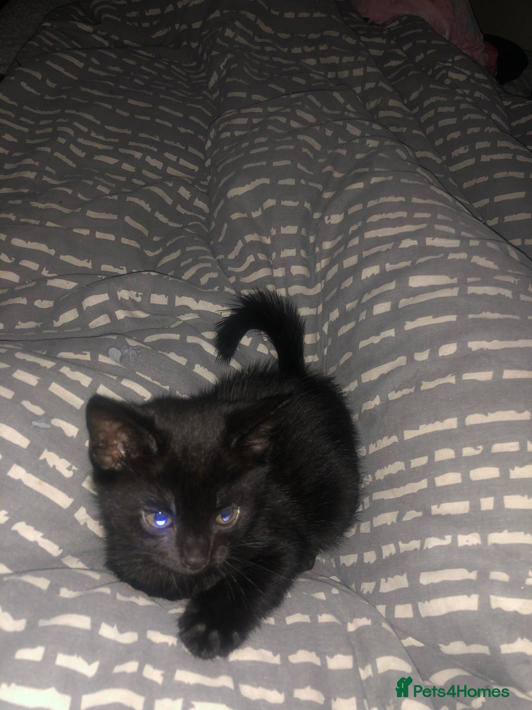 Bombay cats for sale: 4 kittens for sale  - Image 2