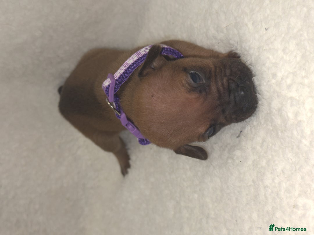 Mixed Breed dogs for sale: Fraffy puppies (staffy x french bulldog) - Advert 6