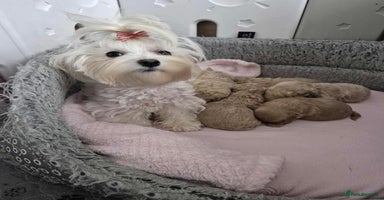 Maltipoo dogs 5 ⭐️ small Maltipoo’s puppy’s  - Advert 3
