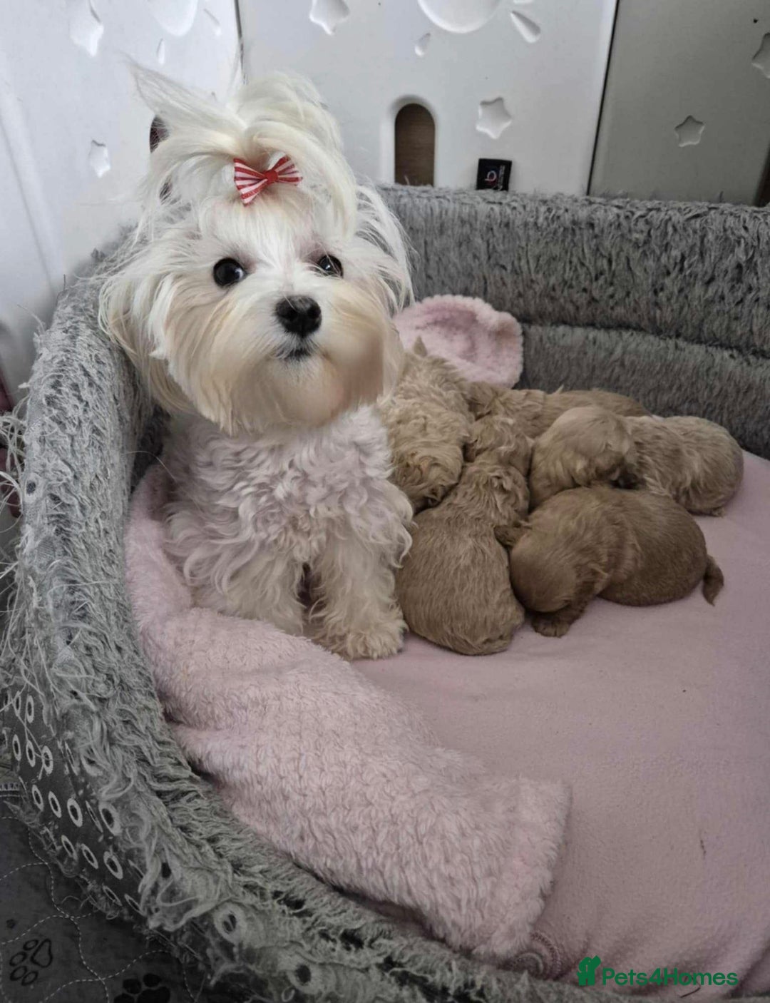 Maltipoo dogs for sale: 5 ⭐️ small Maltipoo’s puppy’s  - Advert 2