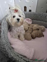 Maltipoo dogs 5 ⭐️ small Maltipoo’s puppy’s - Advert 4