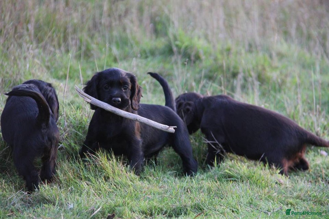 Cocker Spaniel dogs for sale: Gorgeous KC Reg Cocker Spaniels for Forever Homes - Advert 10
